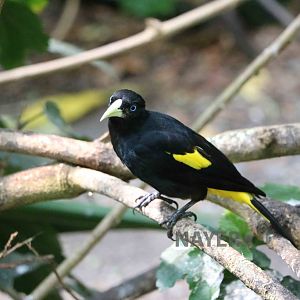 Yellow-rumped cacique - Bioparque la Reserva, March 2016
