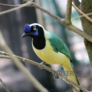 Green jay - Bioparque la Reserva, March 2016