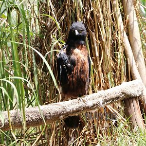 Black-and-chestnut hawk eagle - Bioparque la Reserva, March 2016