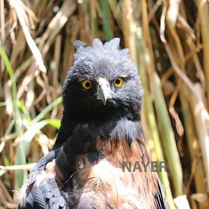 Black-and-chestnut hawk eagle - Bioparque la Reserva, March 2016
