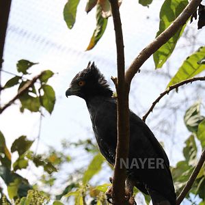 Black hawk eagle - Bioparque la Reserva, March 2016