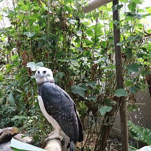 Harpy eagle - Bioparque la Reserva, March 2016