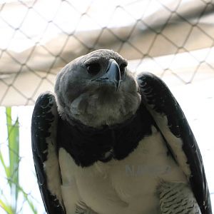 Harpy eagle - Bioparque la Reserva, March 2016