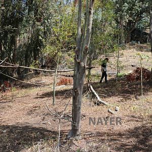 Mountain coati arena - Bioparque la Reserva, March 2016