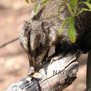 Western mountain coati - Bioparque la Reserva, March 2016