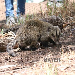 Western mountain coati - Bioparque la Reserva, March 2016