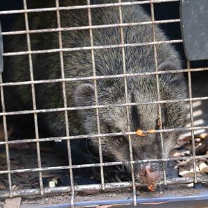 Western mountain coati - Bioparque la Reserva, March 2016