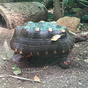 Red-footed Tortoise 130816