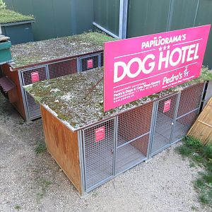 Dog Hotel 130816