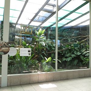 Yucatan Squirrel Enclosure 130816