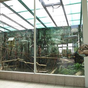 Yucatan Squirrel Enclosure 130816