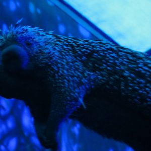 Brazilian Porcupine 130816