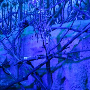 Kinkajou Enclosure 130816