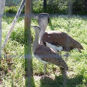 Australian Bustards