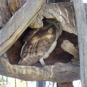Barn Owl