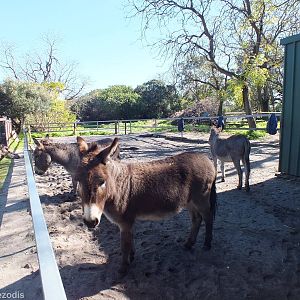 Donkey Paddock