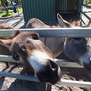Friendly Donkeys