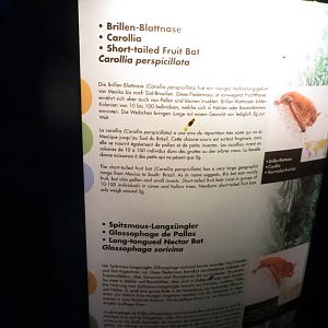 Nocturama Bat Signage 130816