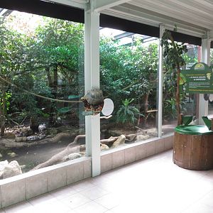 Red-footed Tortoise, Grey-winged Trumpeter, Goeldi Monkey Enclosure 130816