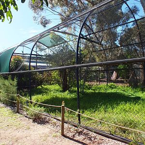 Wedge-tailed Eagle Aviary