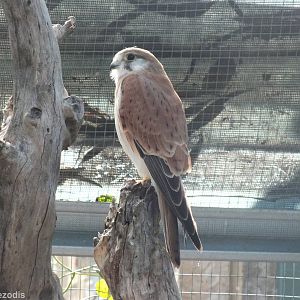 Nankeen Kestrel