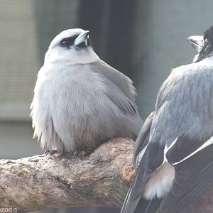 Black-faced Woodswallow and Grey Butcherbird
