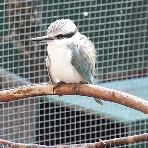 Red-rumped Kingfisher