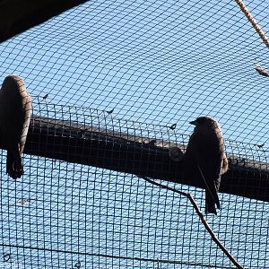 Dusky Woodswallows