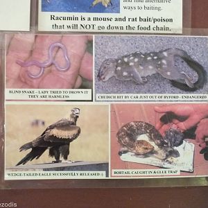 Part of Display of Injured Animals