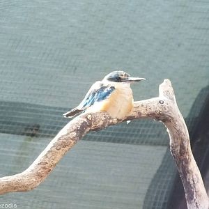 Sacred Kingfisher
