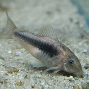 Bronze Corydoras Corydoras aeneus