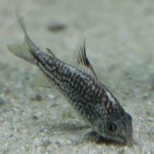 Corydoras cf napoensis