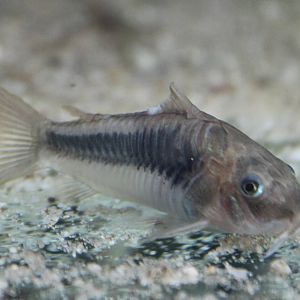 Bronze Corydoras Corydoras aeneus