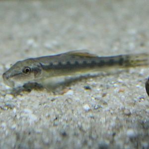 Gyrinocheilus aymonieri