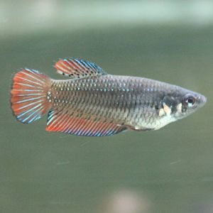 Siamese fighting fish