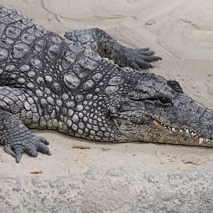 Nile crocodile