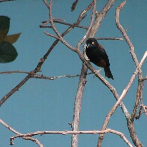 Vieillot's black weaver
