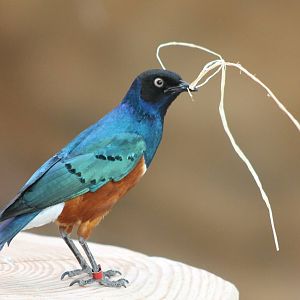 Superb starling