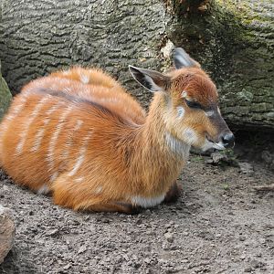 Sitatunga
