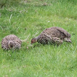 Yellow-necked francolins