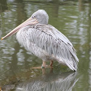 Pink-backed pelican