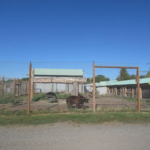 Olympic Game Farm - Grizzly Bear Exhibit #1