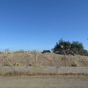 Olympic Game Farm - Prairie Dog Exhibit (right-side)