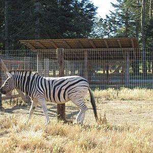 Olympic Game Farm - Grant's Zebra
