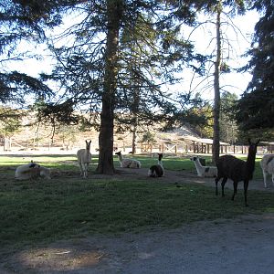 Olympic Game Farm - Llamas