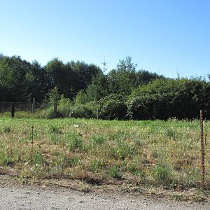 Olympic Game Farm - Grizzly Bear Exhibit #2 (minimal fencing)