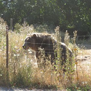 Olympic Game Farm - Grizzly Bear Exhibit #2 (minimal fencing)