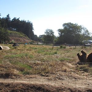 Olympic Game Farm - Grizzly Bear Exhibit #3 (minimal fencing)