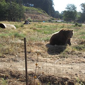 Olympic Game Farm - Grizzly Bear Exhibit #3 (minimal fencing)