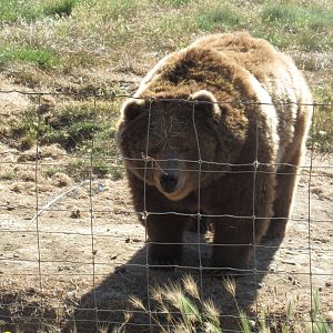Olympic Game Farm - Grizzly Bear Exhibit #3 (minimal fencing)